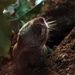 Common Molerats - Photo (c) Joachim S. MÃ¼ller, some rights reserved (CC BY-NC-SA)
