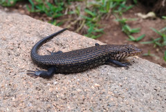 Trachylepis brevicollis