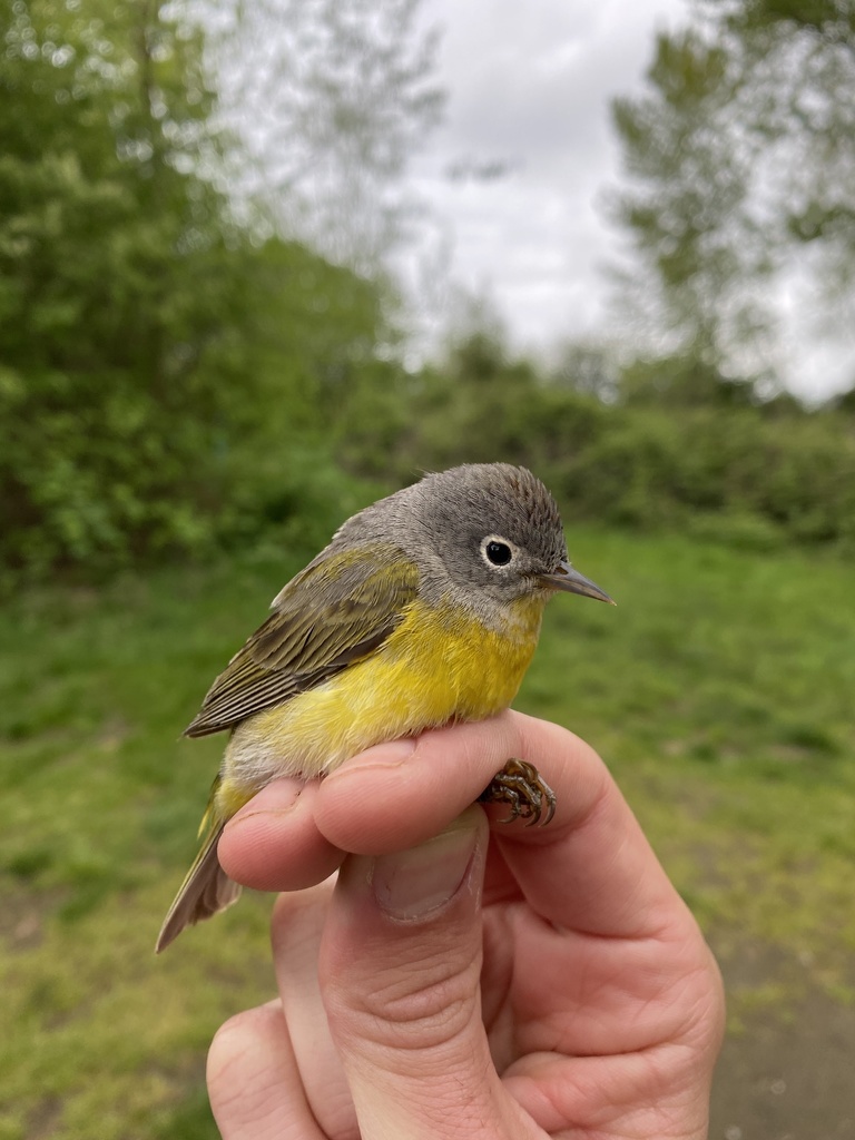 Nashville Warbler