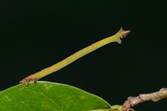 Thalera pistasciaria