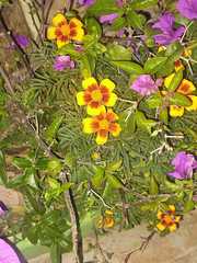 Tagetes lunulata