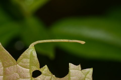 Eulithis diversilineata