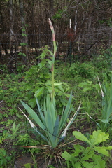 Yucca cernua