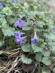 Glechoma hederacea