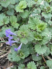 Glechoma hederacea