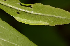Morrisonia triangula