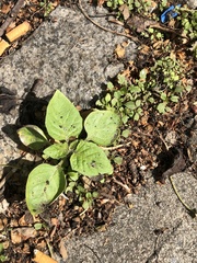 Solanum nigrum