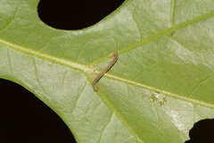 Xanthotype attenuaria