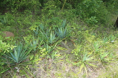 Yucca cernua