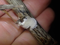 Septobasidium simmondsii