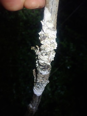 Septobasidium simmondsii