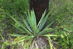 Yucca cernua