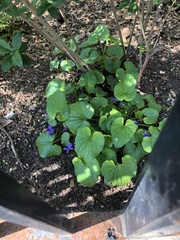 Viola sororia