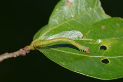 Thalera pistasciaria