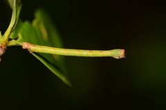 Thalera pistasciaria