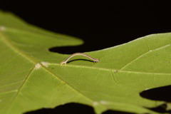 Xanthotype attenuaria