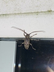 Aegomorphus modestus