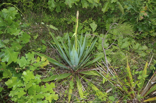 Image of Yucca cernua by (c) Reid Hardin, some rights reserved (CC BY)