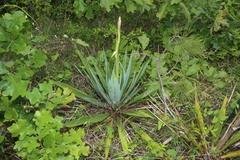 Yucca cernua