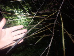 Septobasidium simmondsii