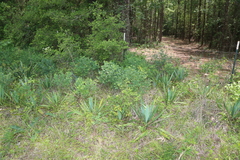 Yucca cernua