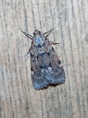 Mimaglossa nauplialis