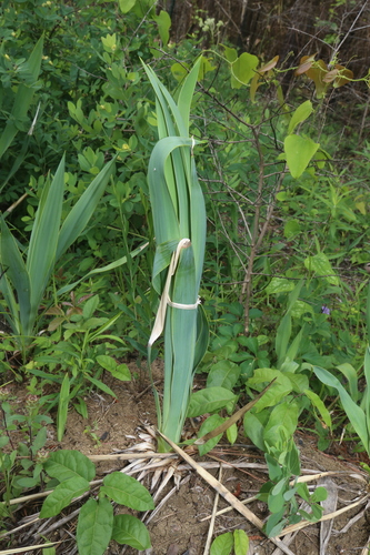 Image of Yucca cernua by (c) Reid Hardin, some rights reserved (CC BY)