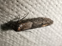 Blastobasis phycidella