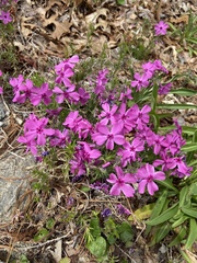Phlox amoena