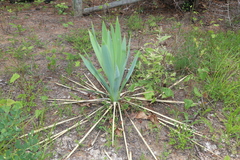 Yucca cernua