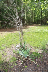 Yucca cernua