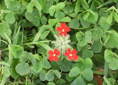 Glandularia peruviana