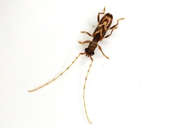 Stenhomalus taiwanus