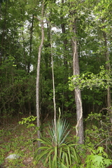 Yucca cernua