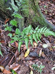 Dryopteris sordidipes
