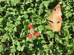 Glandularia peruviana