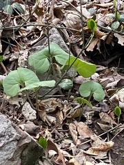 Asarum canadense
