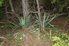 Yucca cernua
