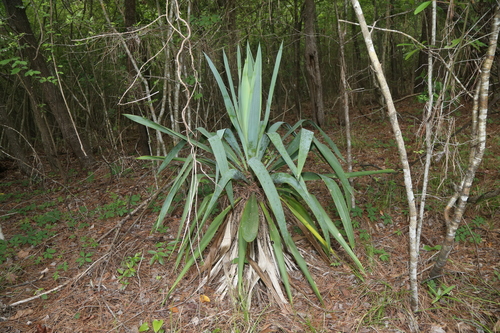 Yucca cernua