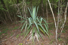 Yucca cernua