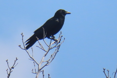Corvus brachyrhynchos
