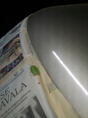 Chlorocoris distinctus