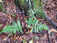 Dryopteris sordidipes