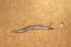 Meghimatium pictum