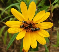 Astylus atromaculatus