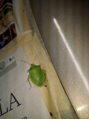 Chlorocoris distinctus