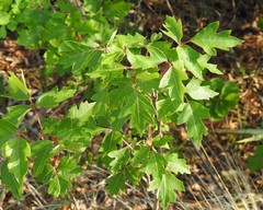 Toxicodendron radicans verrucosum