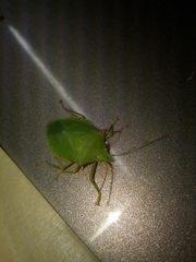 Chlorocoris distinctus