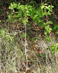 Toxicodendron radicans verrucosum