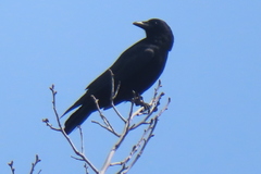 Corvus brachyrhynchos